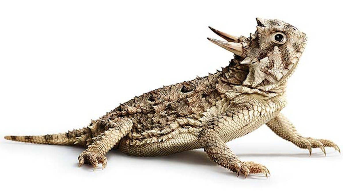 Angel Gonzalez The Horned Lizard In Real Life by ramonle on DeviantArt
