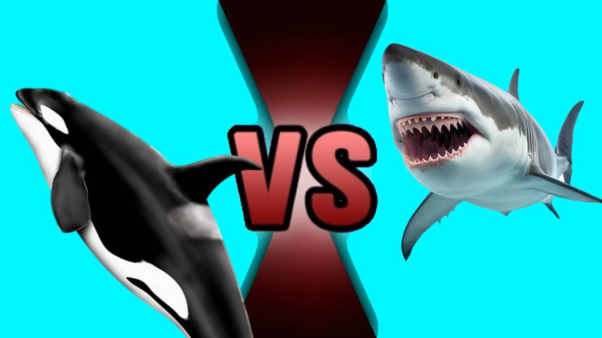 Orca VS Great White Shark by ramonle on DeviantArt