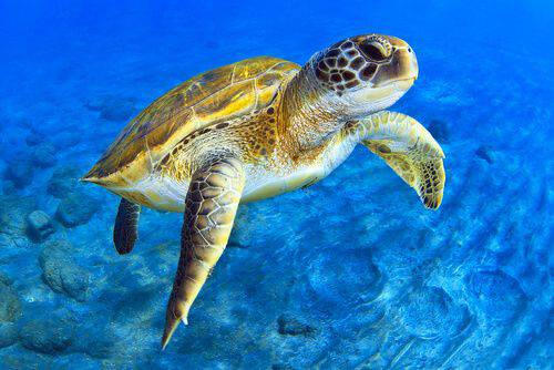 Greg Turtle Greg The Green Sea Turtle In Real Life by ramonle on DeviantArt