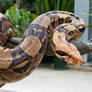 Boah The Boa Constrictor In Real Life 