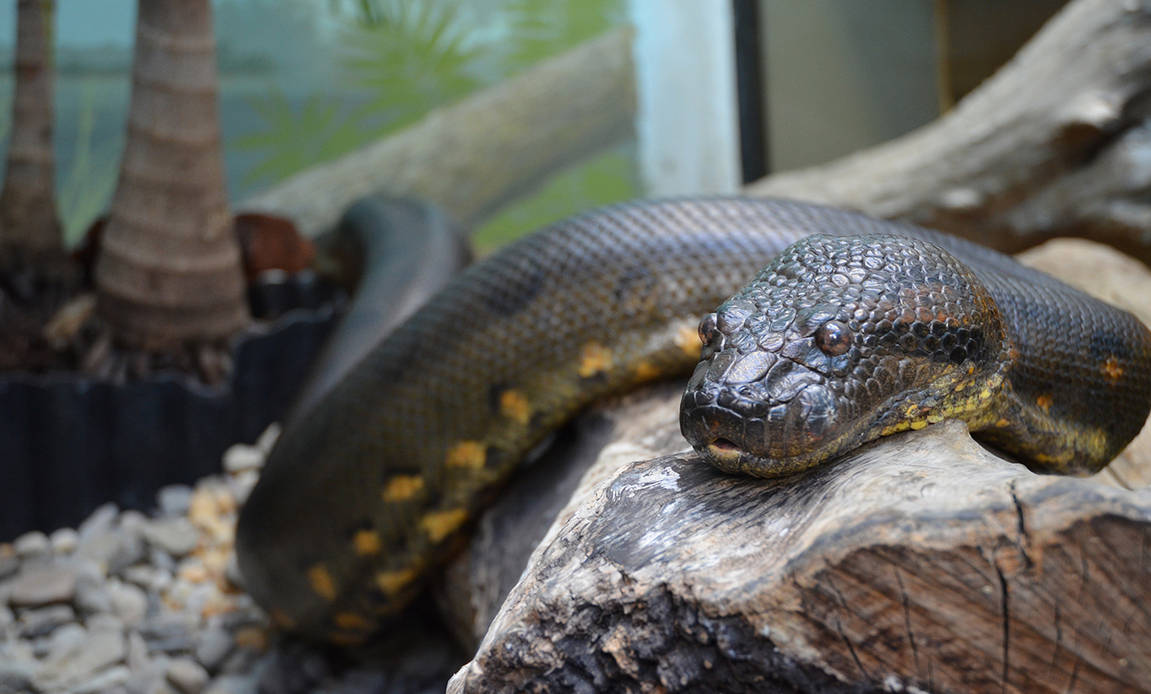 Обитания анаконды. Анаконда змея. Анаконда eunectes murinus. Гигантская зеленая Анаконда. Анаконда черная змея.