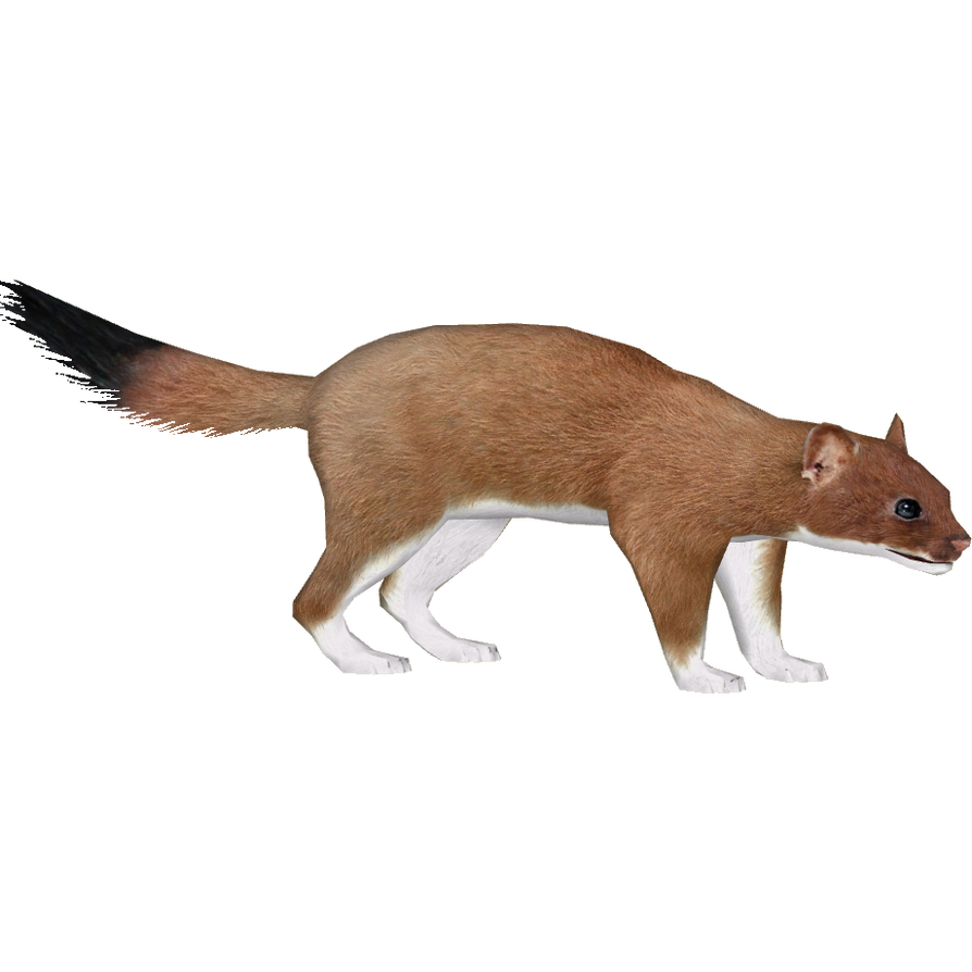 Stoat (Summer And Spring) by ramonle on DeviantArt