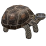 Desert Tortoise 