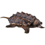 Alligator Snapping Turtle 