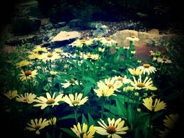 Sunshine daisies :D