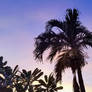 Palm Sunset