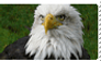 Eagle stamp