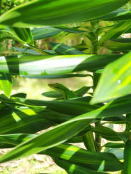 Lizard on a Plant