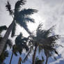 Palm Trees 2020/02/23