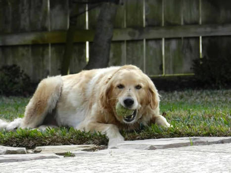 Lazy Sunday Dog