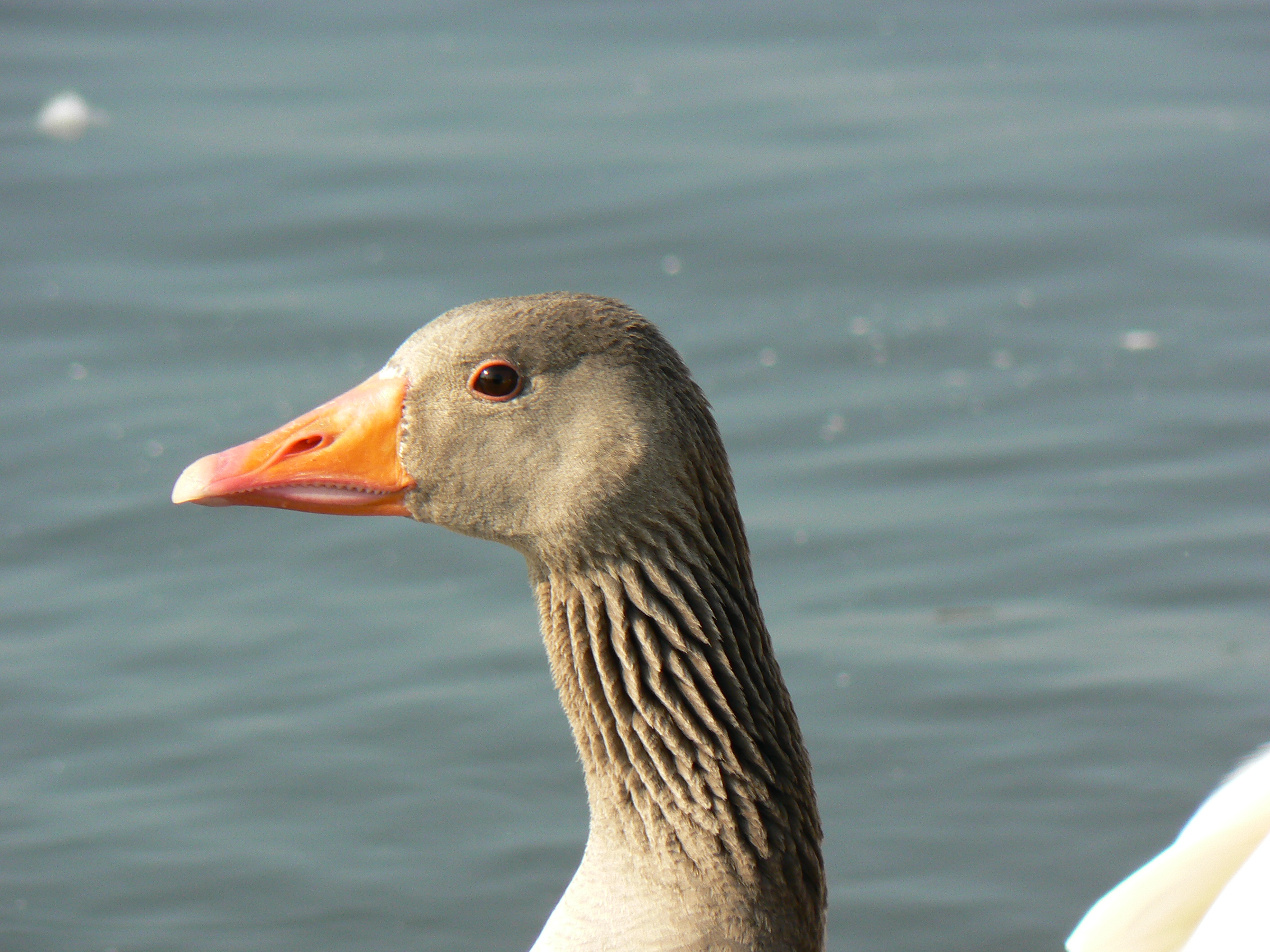 Goose head stock