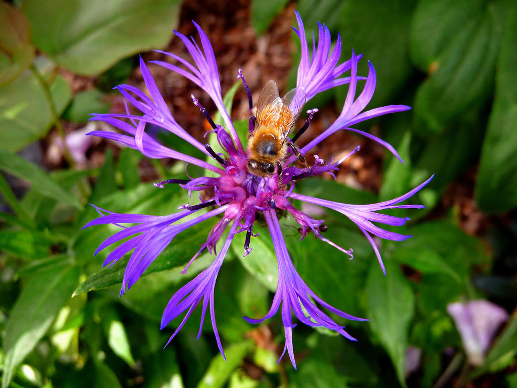 Bee-Utiful Photobomb