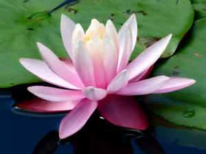 Water Lily