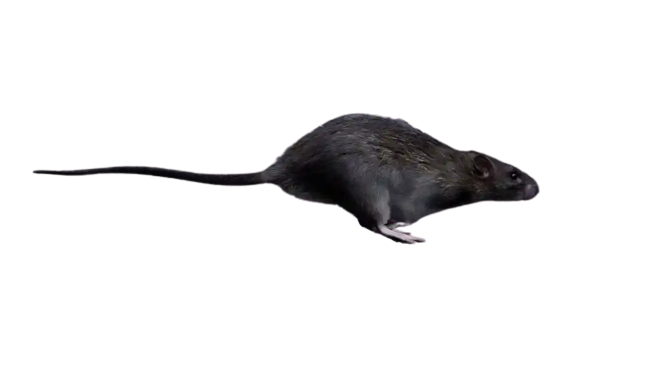 Running Rat by Maximumanimal2111 on DeviantArt