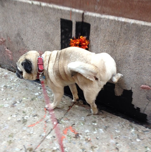 Christian recommends best of My pug peeing on my bed Pussy Sex Images Anal interracial penetration