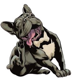 French Bulldog Frozen In Mid-Ear-Scratch