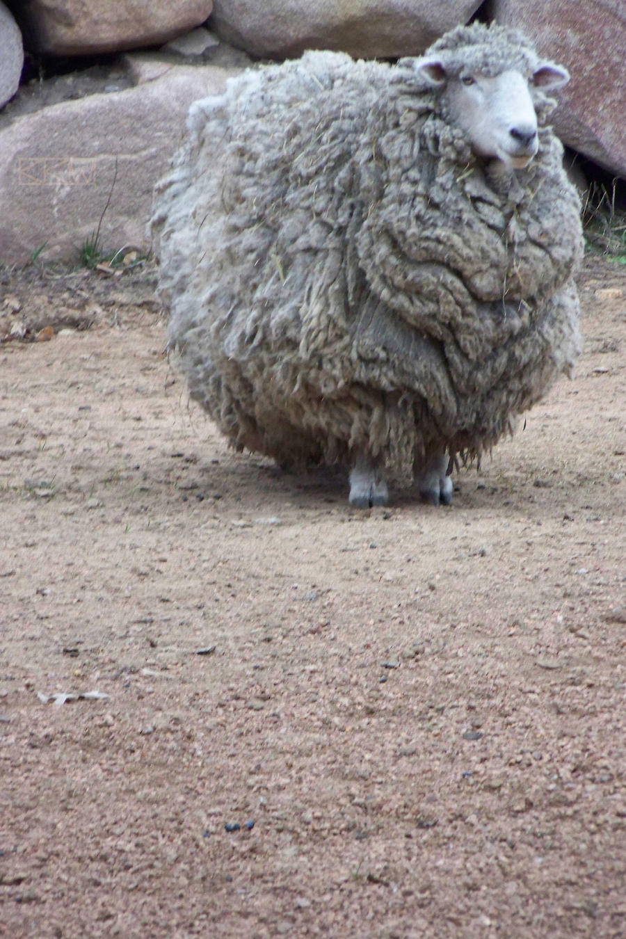 Fluffy Sheep