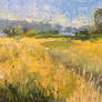 Meadow in summer - afternoon plein air