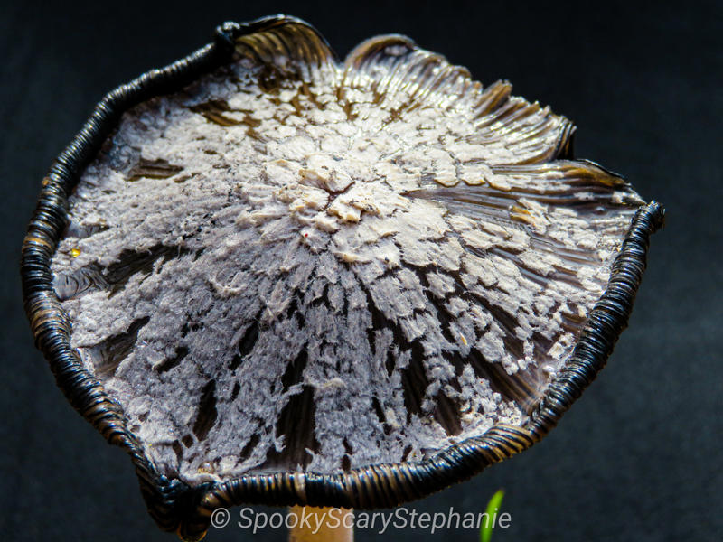 Coprinus comatus - Shaggy Mane - Ink Cap by SpookyScaryStephanie on ...
