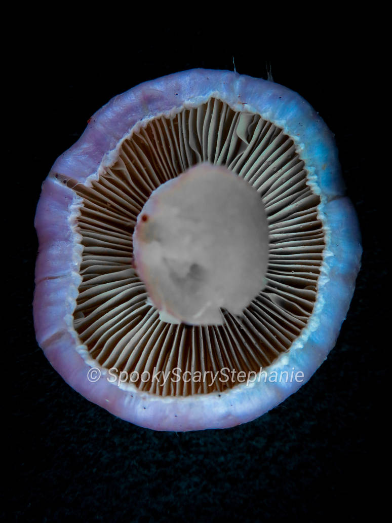 Inocybe sp. - White Fibercap by SpookyScaryStephanie on DeviantArt
