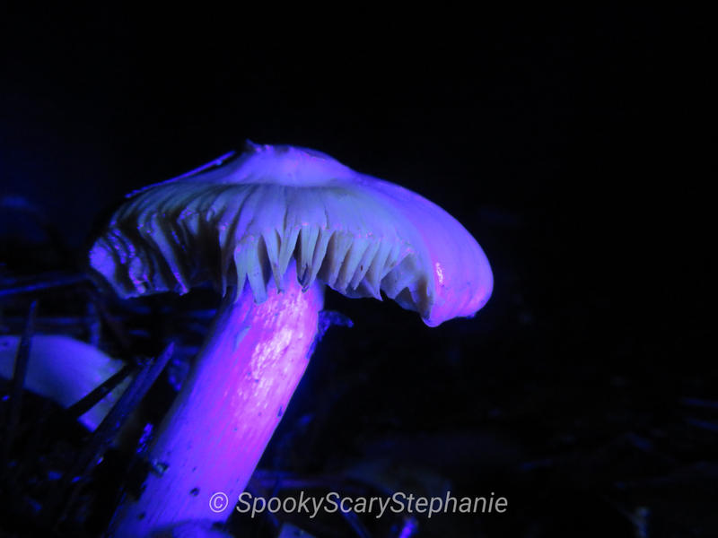 Inocybe sp. - White Fibercap - UV Blacklight by SpookyScaryStephanie on ...