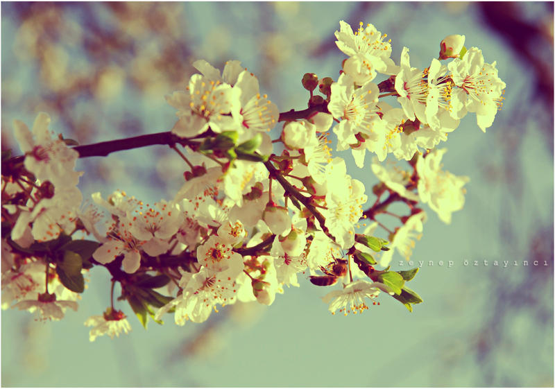 The spring came :.