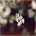 you will forget me... by estellamestella