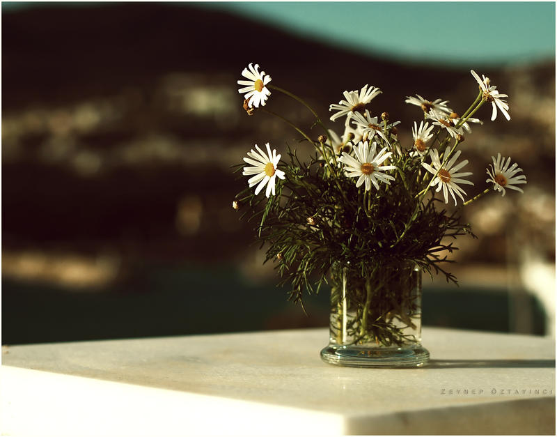 Daisies :...