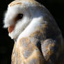 Barn Owl Portrait