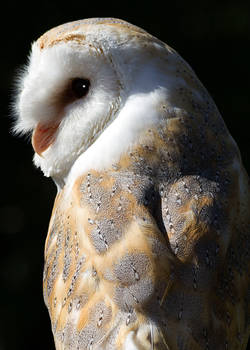 Barn Owl Portrait