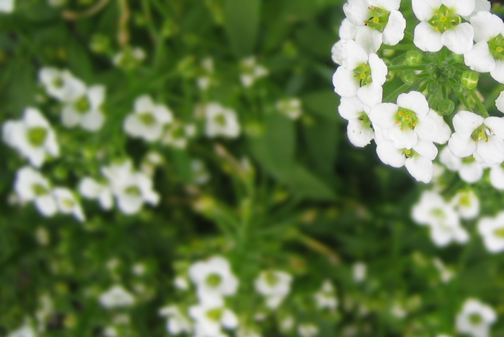 Little White Flowers