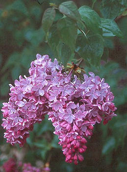 Lilacs