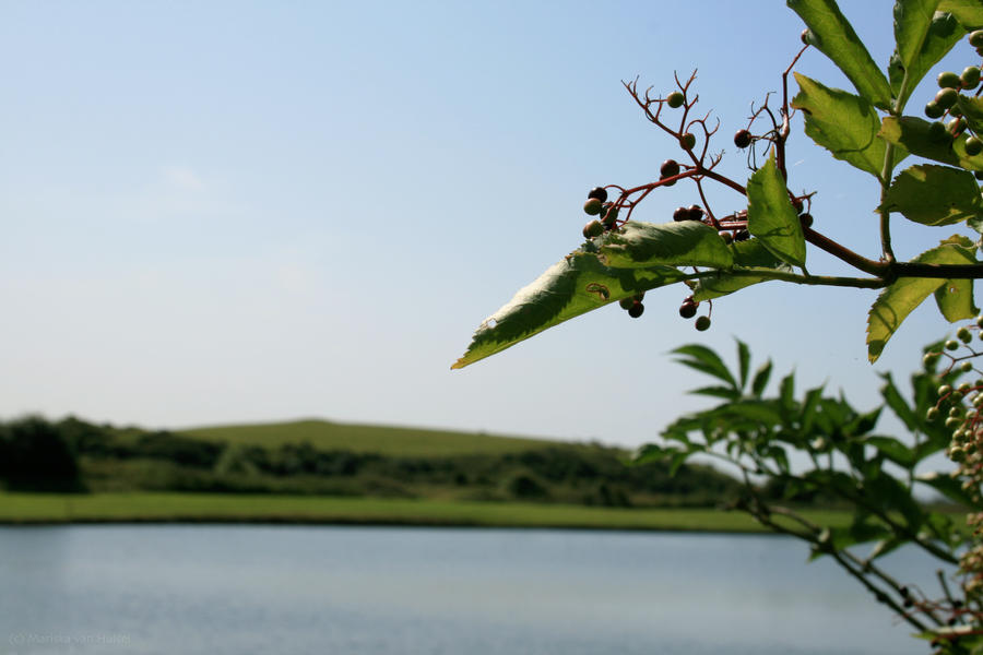 - Berries in the Shire -