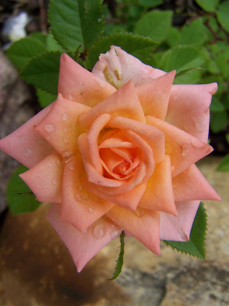 Peach Rose