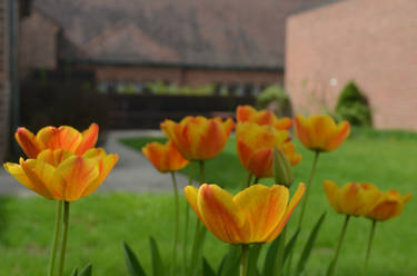 Tulips in the Courtyard