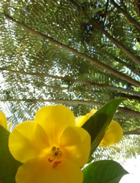 Putiputi and a Panga tree