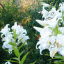 Flowers in a garden