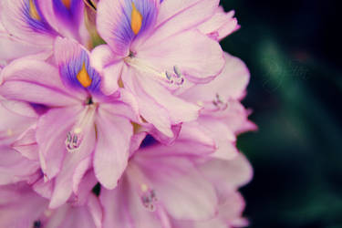 Purple Butterflies