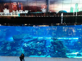 Dubai-Aquarium-Rajat-Dhameja