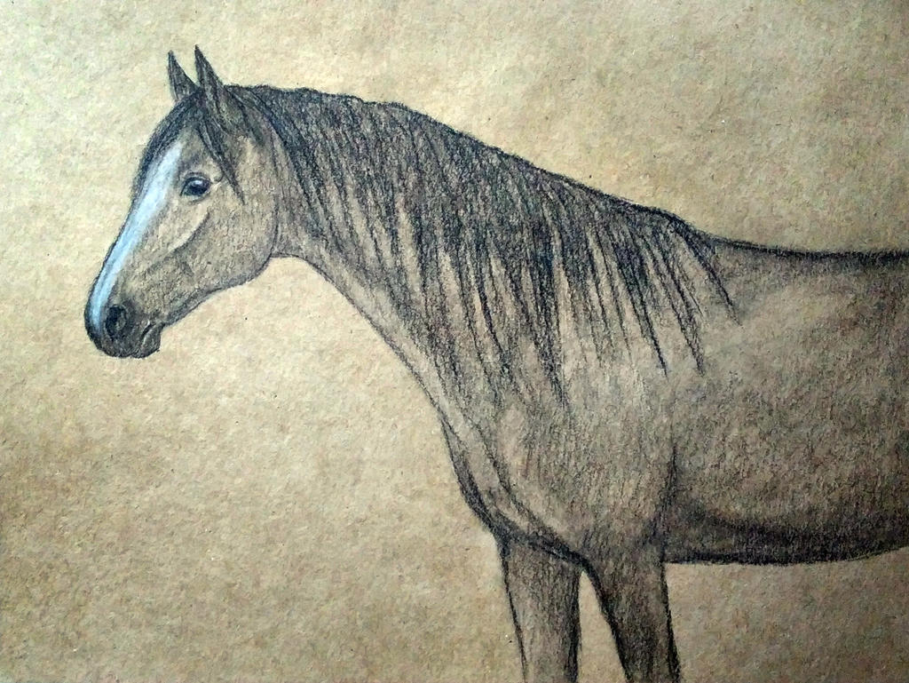 Equine