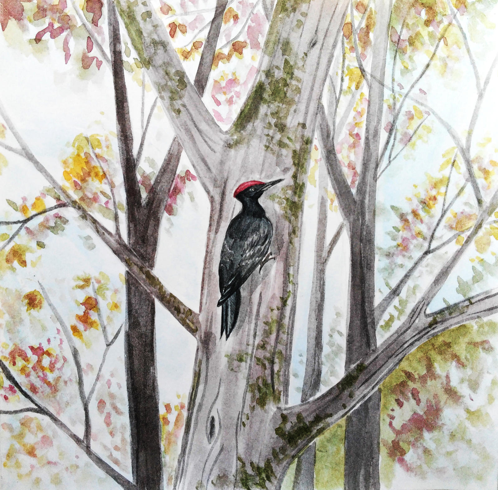 Black Woodpecker