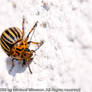 Orange bug on white wall