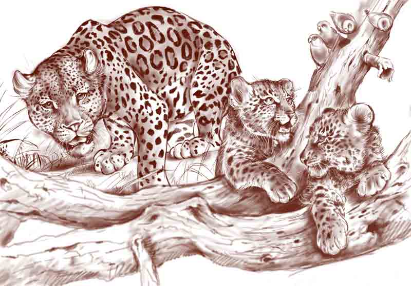 LEOPARDS-SCETCH