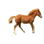 Chestnut pony stock