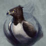 Martial Eagle