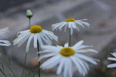 Marguerites