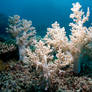 Soft corals 01