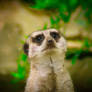 Meerkat
