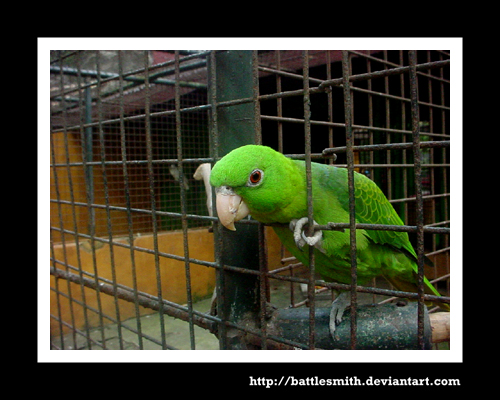 parrot