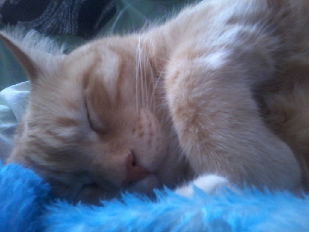 Kitty by AerolitoVelociraptor on DeviantArt